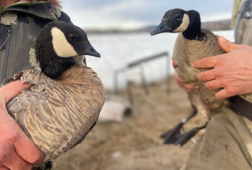 Direct band recoveries (n = 648) from giant Canada geese (ages